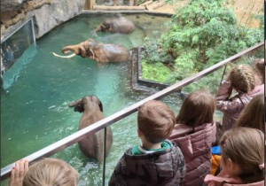 Dzieci oglądają kąpiel słoni w orientarium.