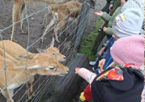 Dzieci karmią alpaki marchewką.