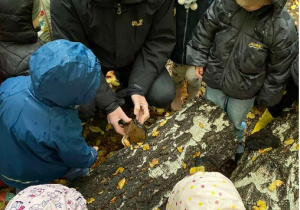 dzieci oglądają huby i korytarze korników