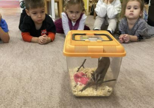 dzieci obserwują lotopałanke w terarium