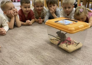 dzieci podglądają zachowanie lotopałanki podczas jedzenia